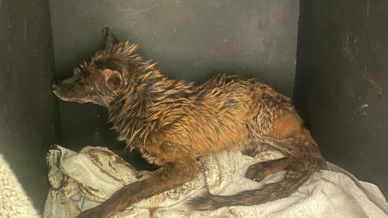 A fox in a box after being rescued.