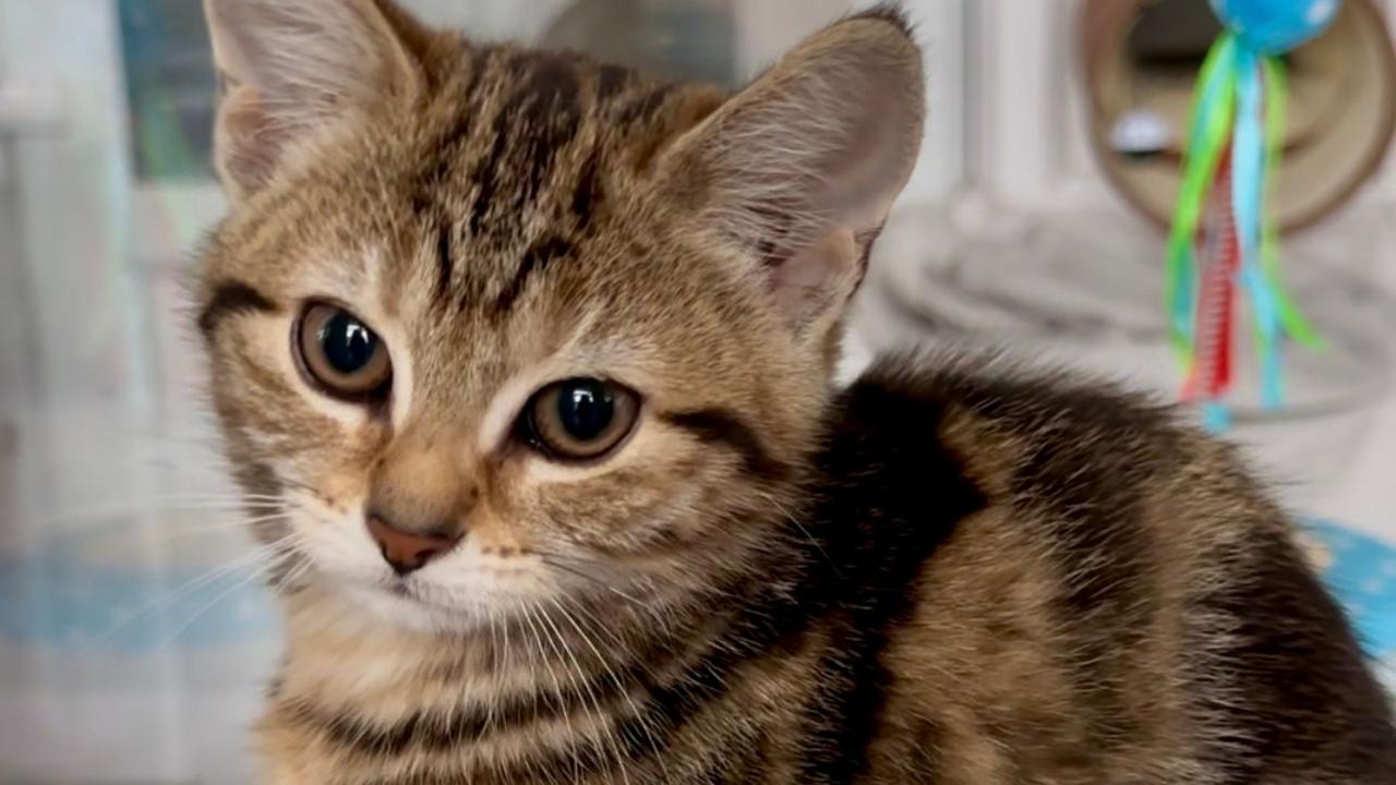 A close-up of a light brown coloured cat, which is looking directly at the camera. 