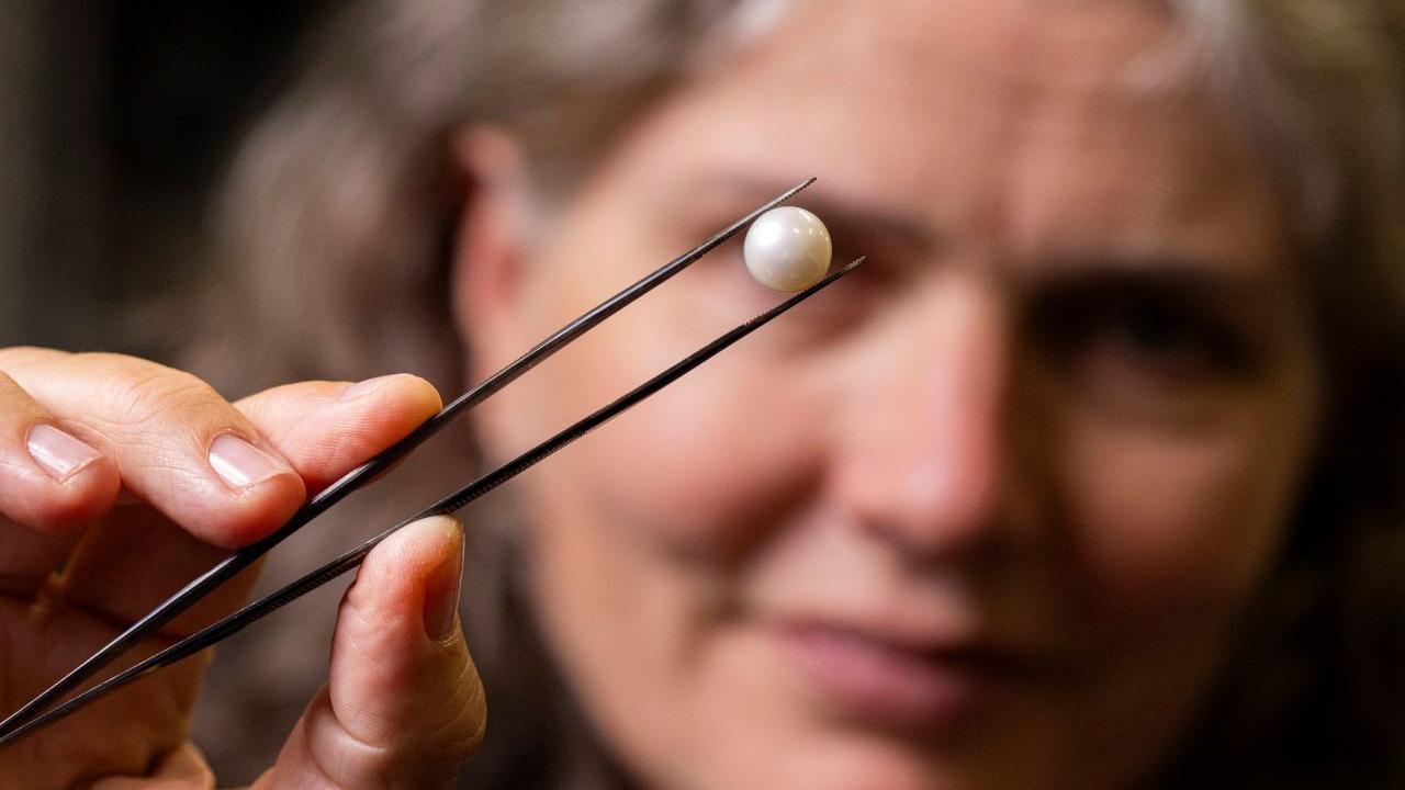 A woman holds up a large freshwater pearl with a pair of tweezers