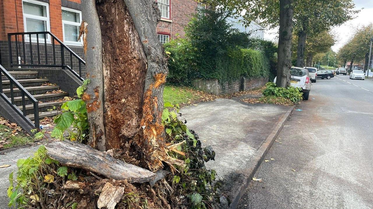 A tree on a pavement, with bark stripped away from it, some of which is visible on the ground, revealing a dark brown interior. The pavement and some of the road have light marks on them. Trees line the pavement and houses are to the left of the road.