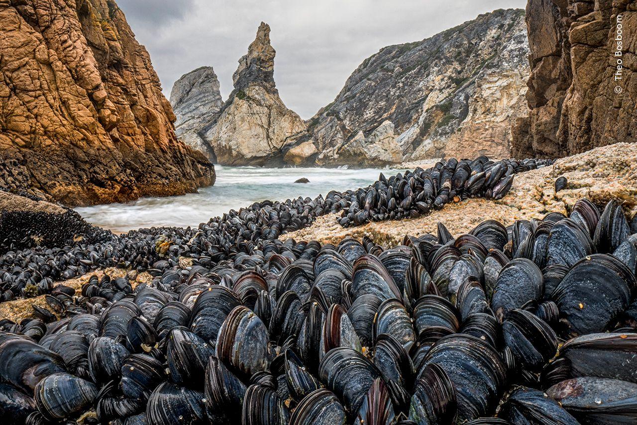 Mussels near the sea.  
