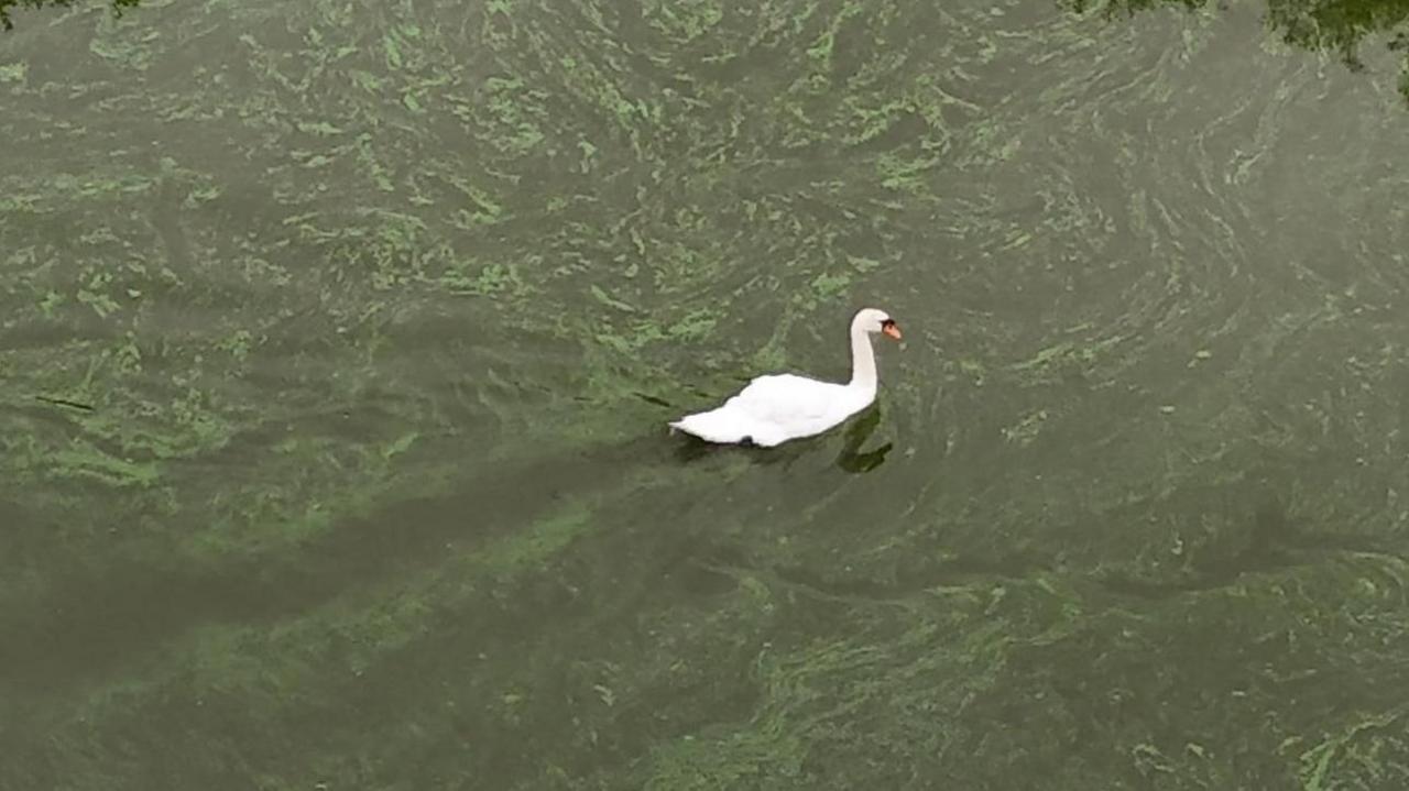 An aerial shot of a swan swimming on a body of water which is green due to the presence of algae