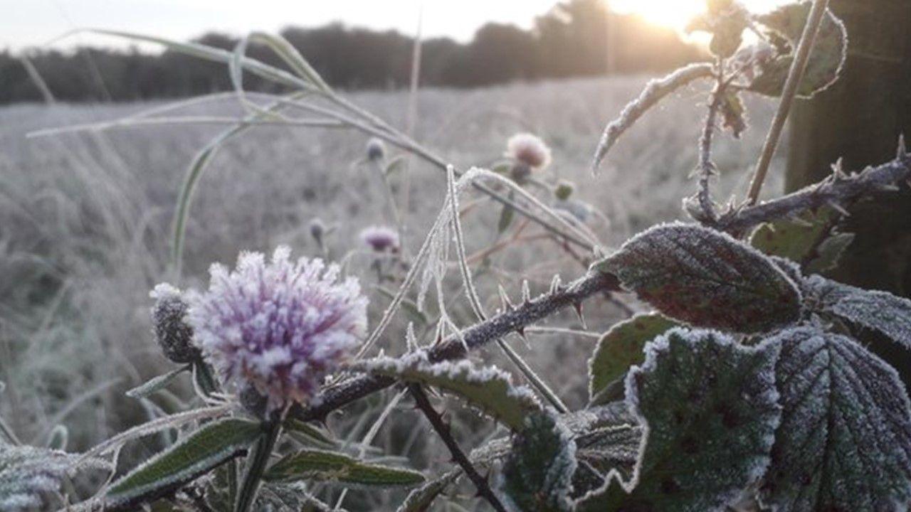 Leaves and branches covered in hoar frost 