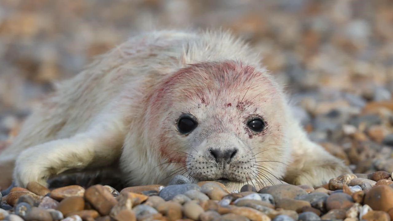 A grey seal pup sits on a shingle beach. It has some residual blood on its head following birth.