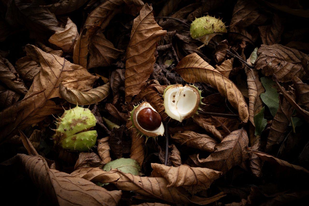 Horse chestnuts set in a bed of brown leaves