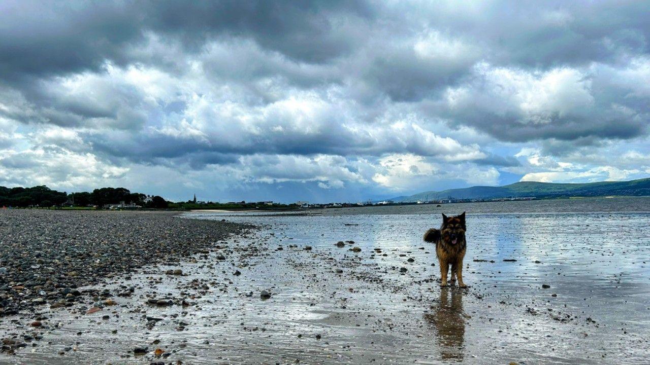 A dog by the water's edge at the beach with sky full of white, blue and grey clouds reflected in the sea