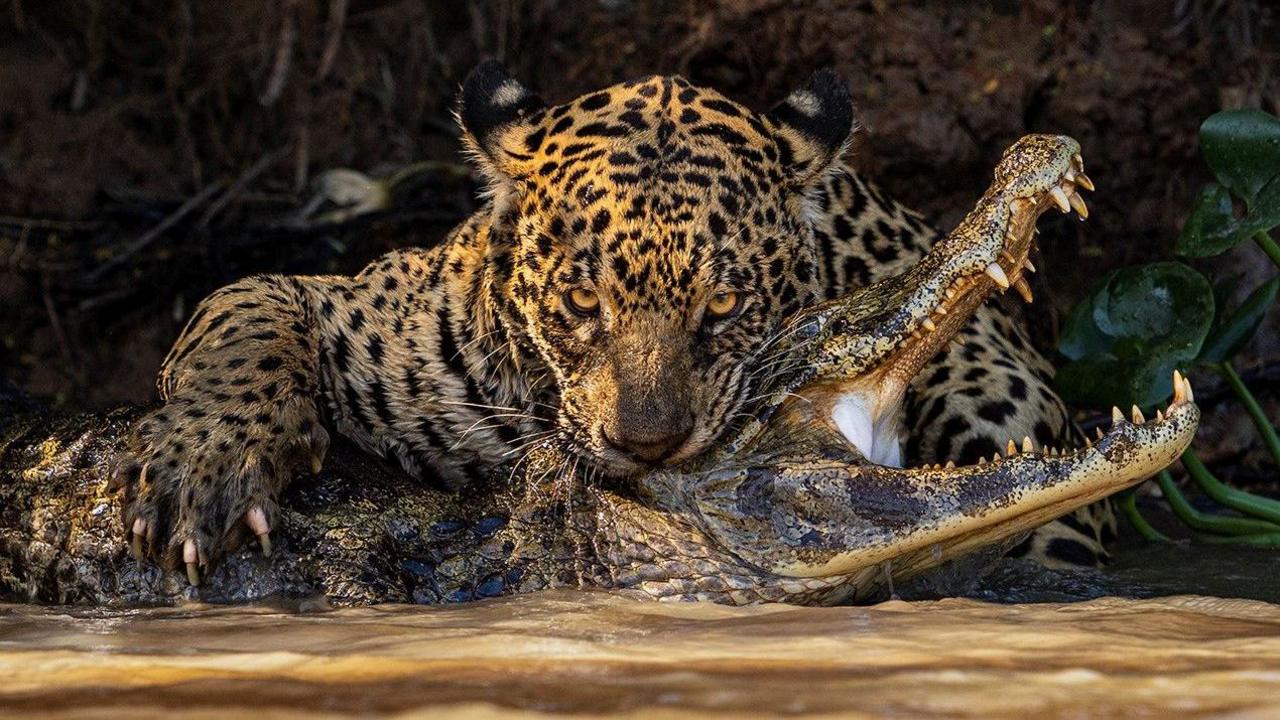 A jaguar with its teeth around the neck of a caiman on the edge of a river