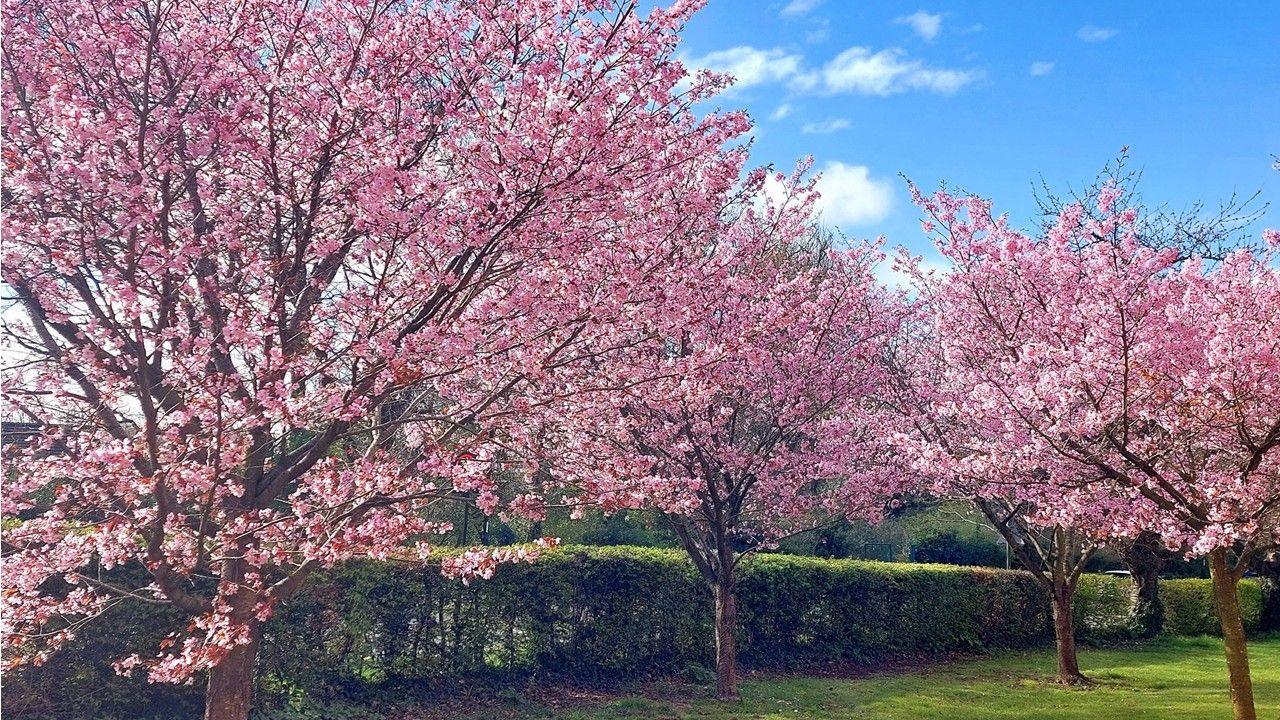 Four trees covered in bright pink blossom next to a hedge with blue sky behind