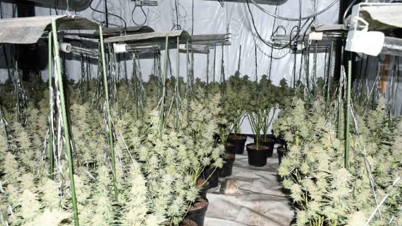 Lots of cannabis plants