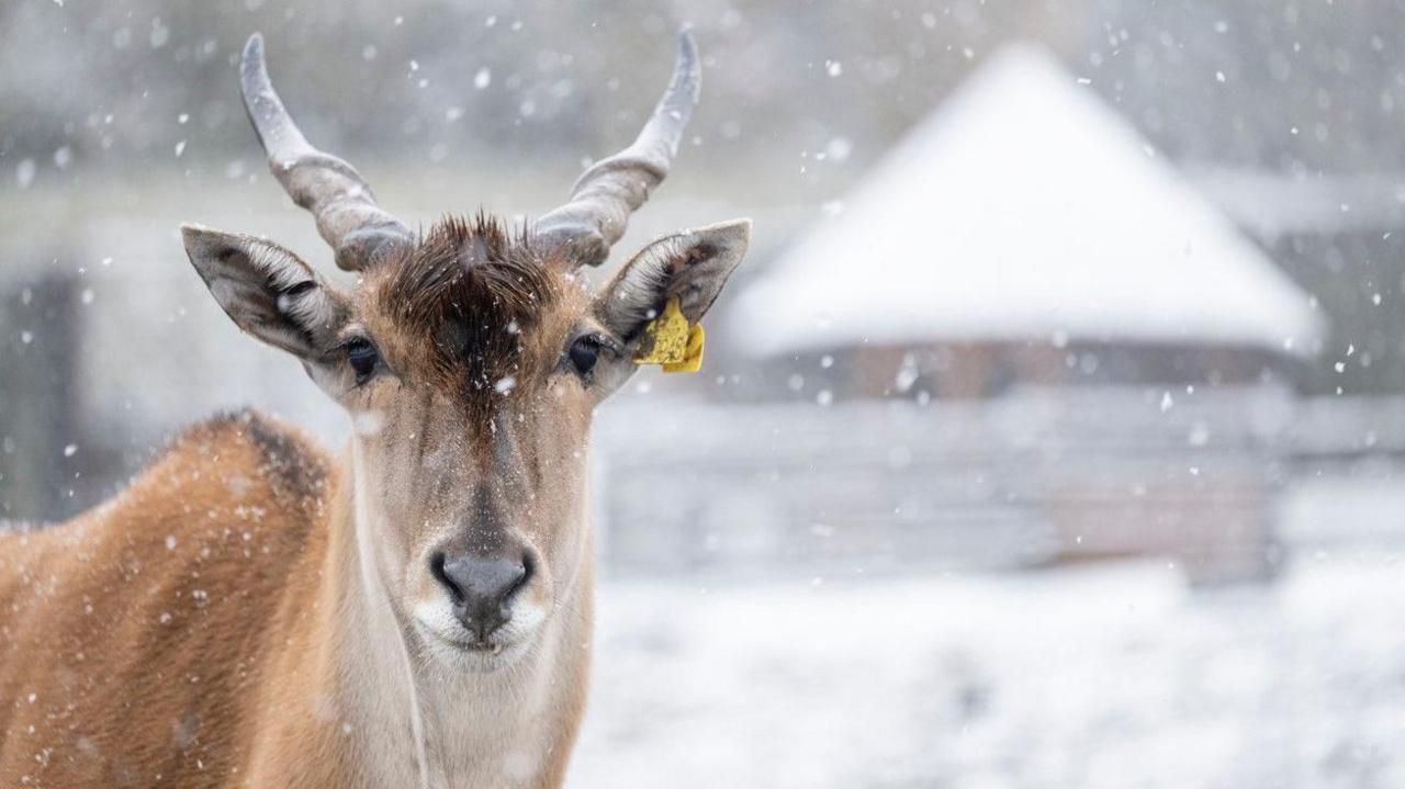 An eland looking straight at the camera while it is snowing. A building with snow on the top is in the background.