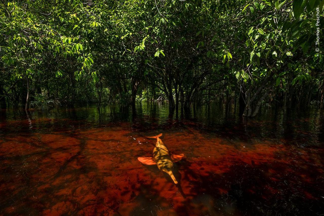 pink dolphin swimming through rainforest wetlands.