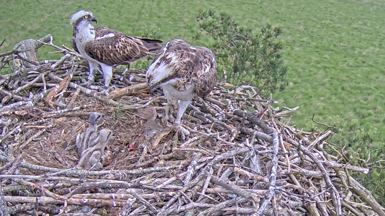 A pair of ospreys feeding their two baby chicks