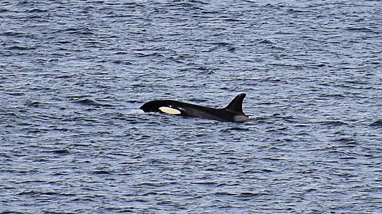Black and white Orca in the sea.