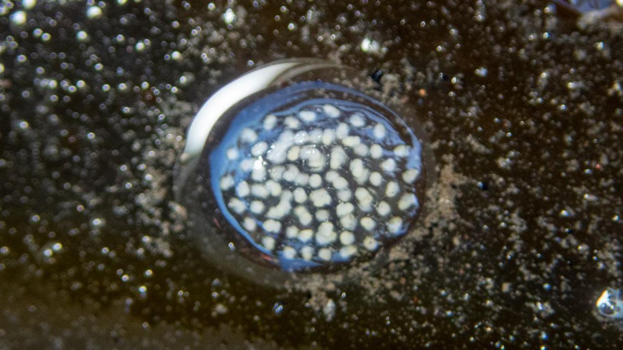 A small dome of a watery egg with tiny white dots inside