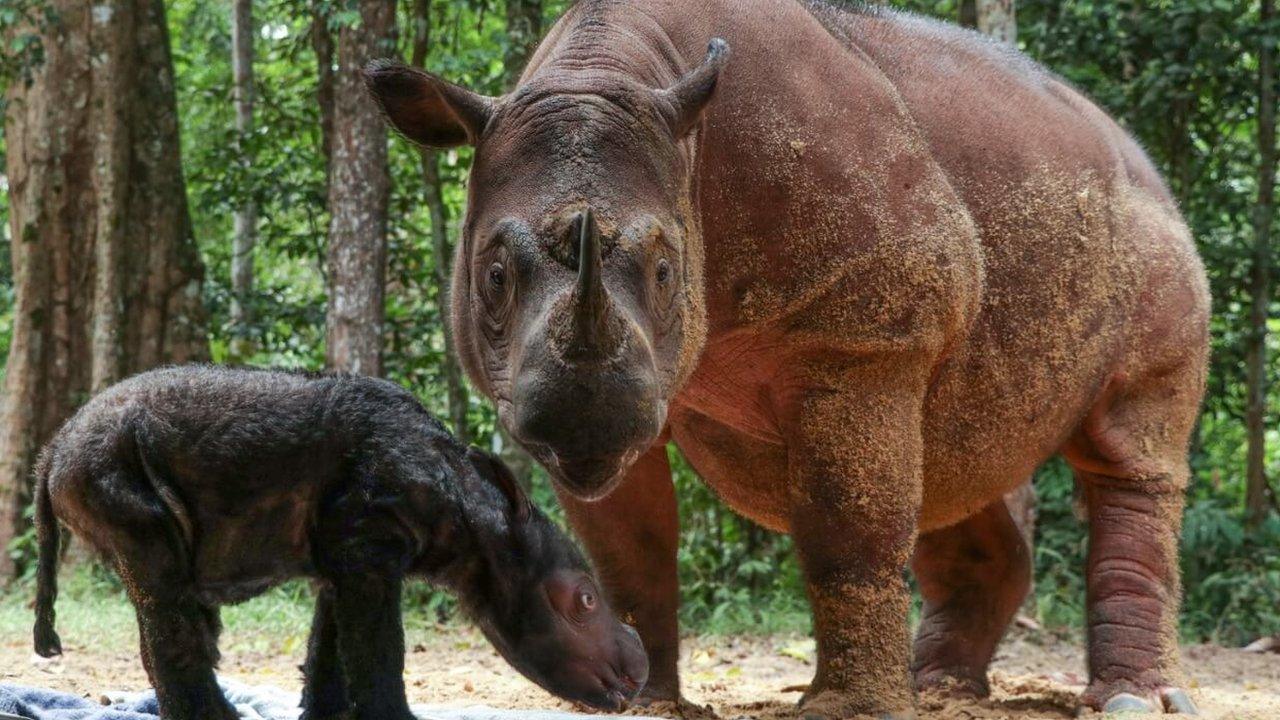 Sumatran-rhinos.