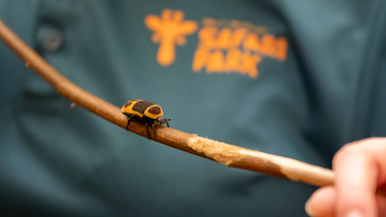 A fruit beetle with yellow strops and spots on its back is perched on a twig, being held by a keeper.