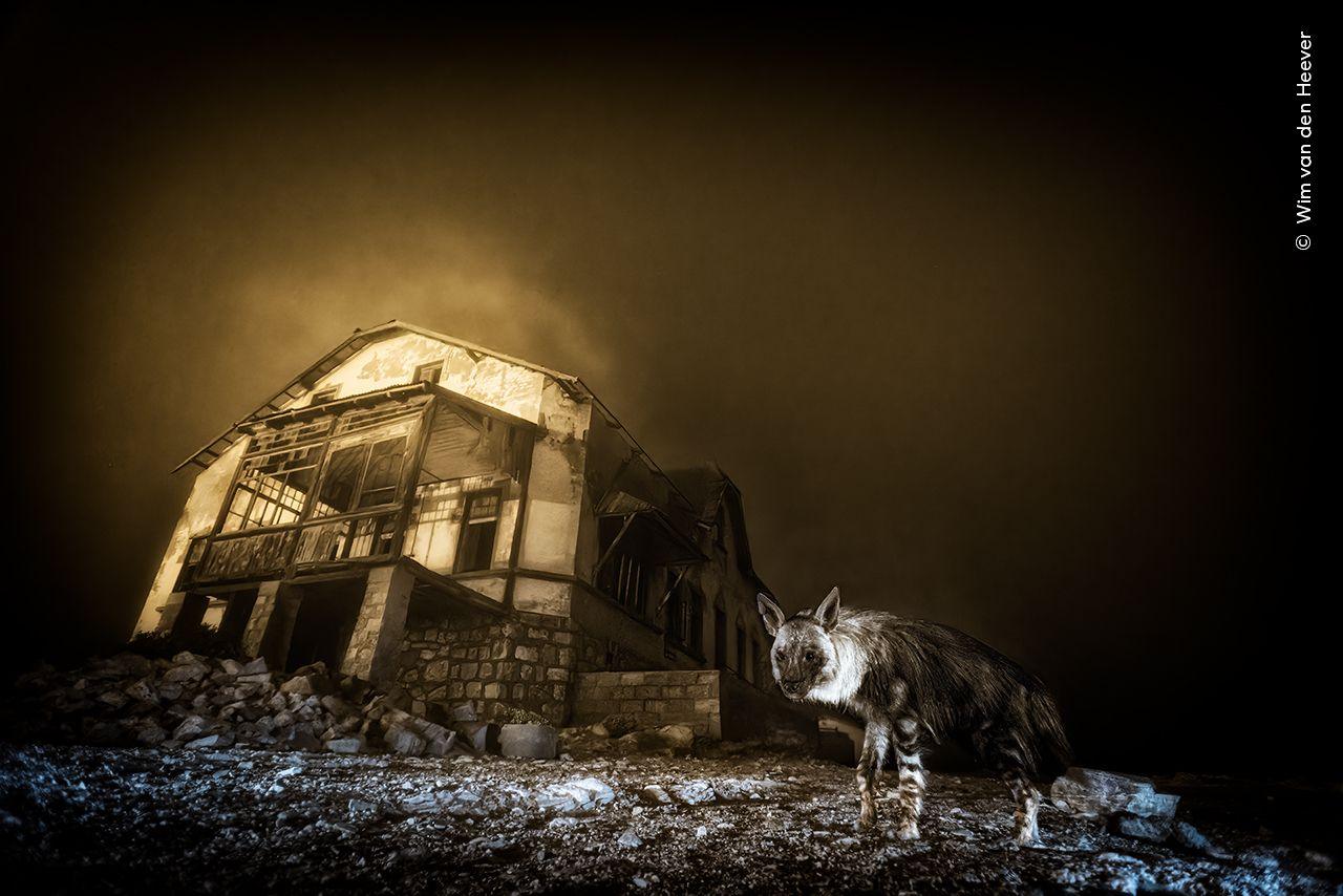 Brown hyena among the skeletal remains of a long-abandoned diamond mining town.