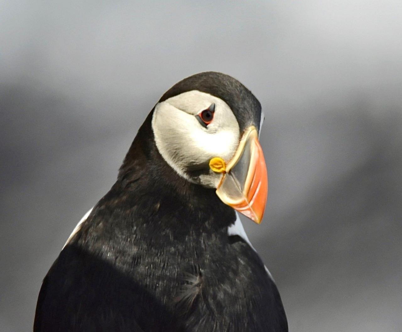 A close-up of a pensive-looking puffin from the neck up against a grey cliff which is blurred. The orange of its beak and eyes stands out against the black and white.