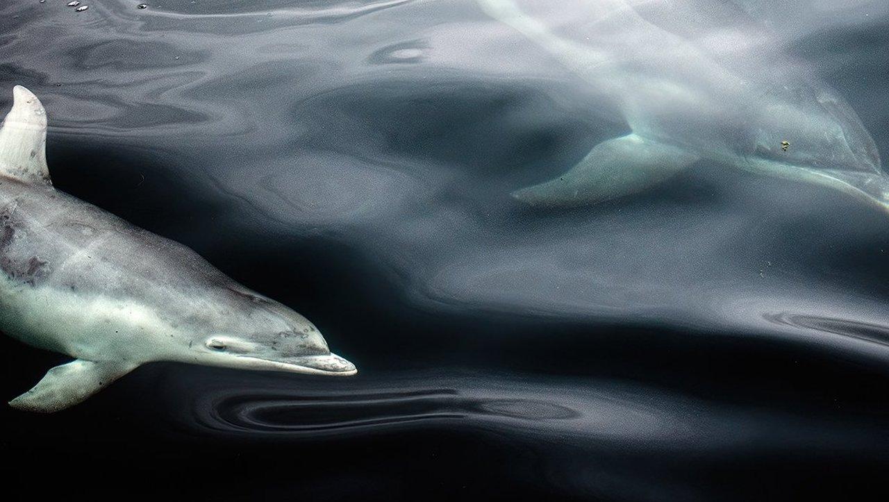 bottlenose-dolphins.