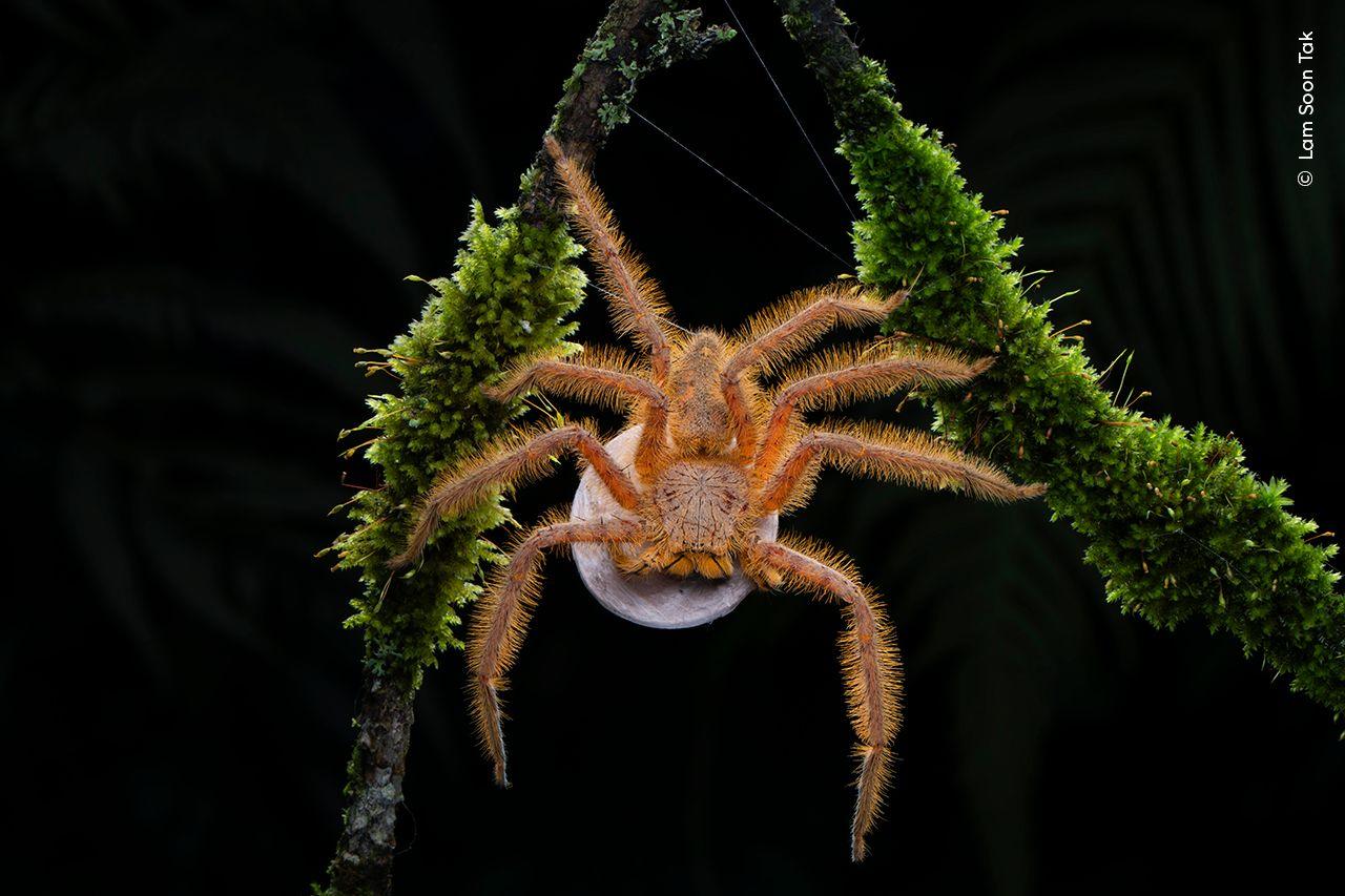 David Bowie spider. 