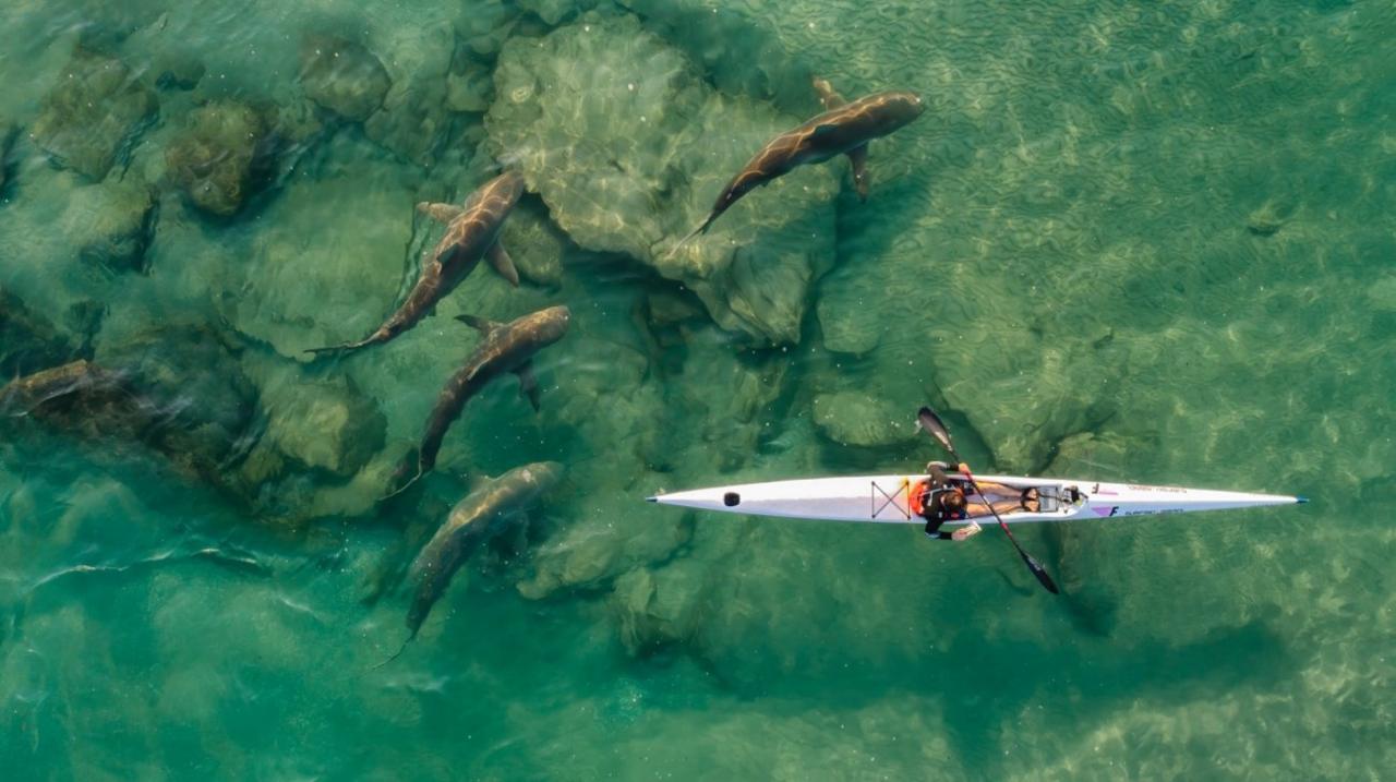 A lone kayaker is escorted by a group of sharks