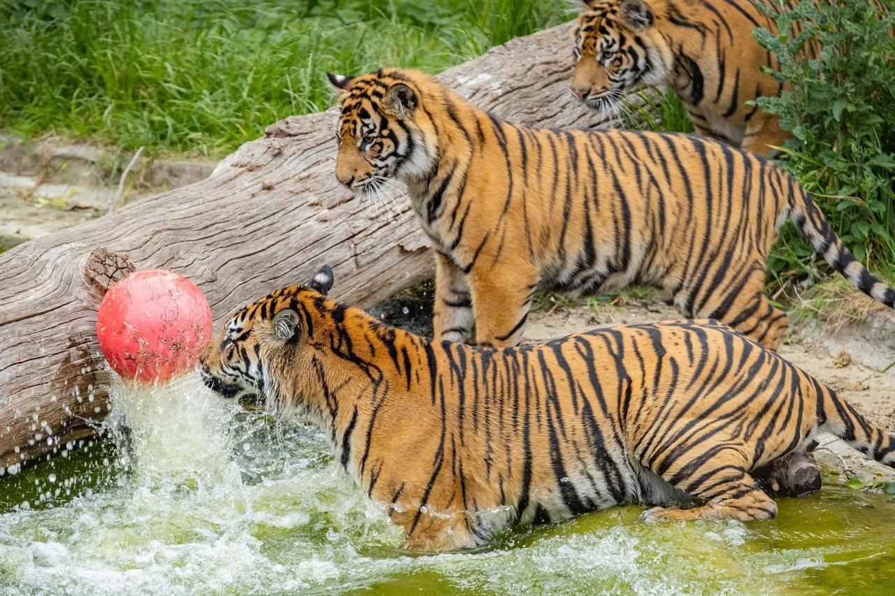 tiger playing with ball