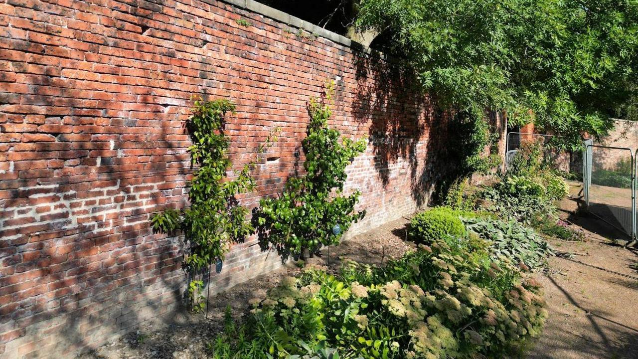 Kitchen garden wall with plants growing along it it