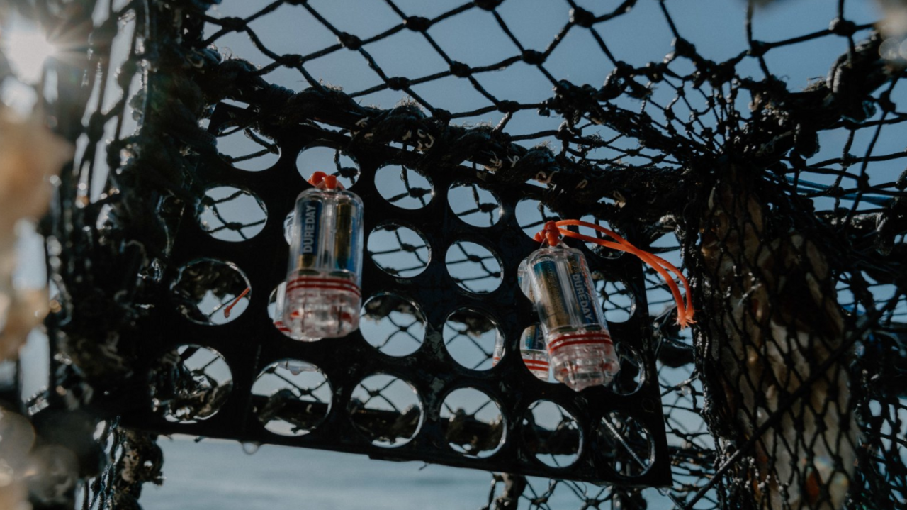A fishing pot illuminated with lights during a study which showed scallops are attracted to fishing pots illuminated with lights