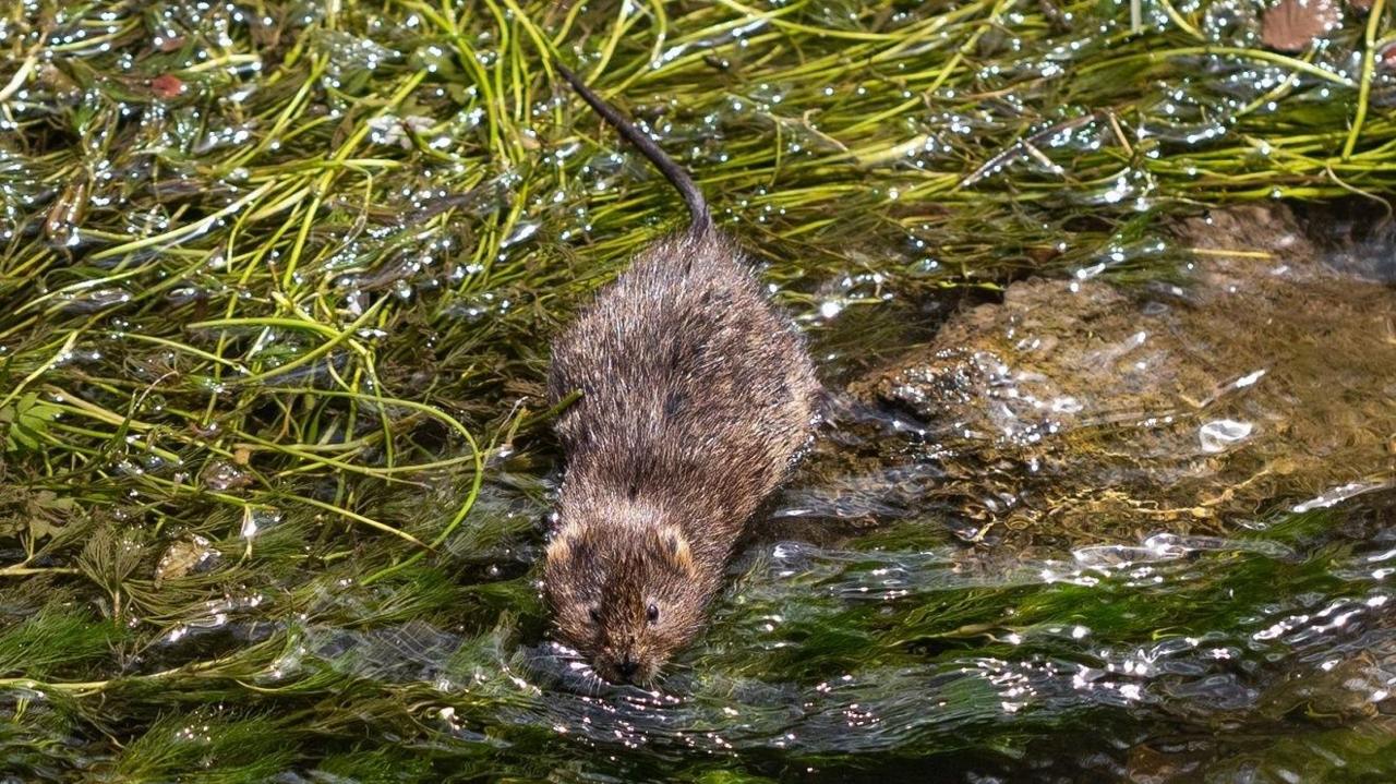 A river vole - a small rodent with beady eyes and whiskers. It is laying in the water among weeds