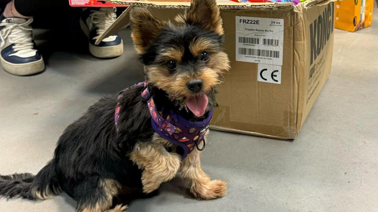 An image of a black and caramel coloured Border Terrier. The dog has one paw up off the ground and is wearing a purple harness. The dog has both its ears pointed up in the air and its tongue out. Behind the dog, there is a brown box with a white sticker on it. To the left of the dog, there are a pair of white and blue trainers.
