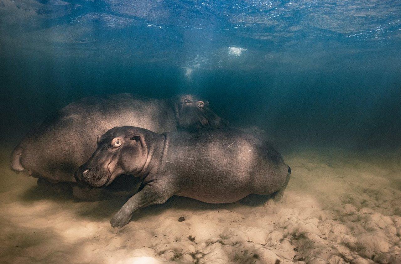 hippos-under-water.