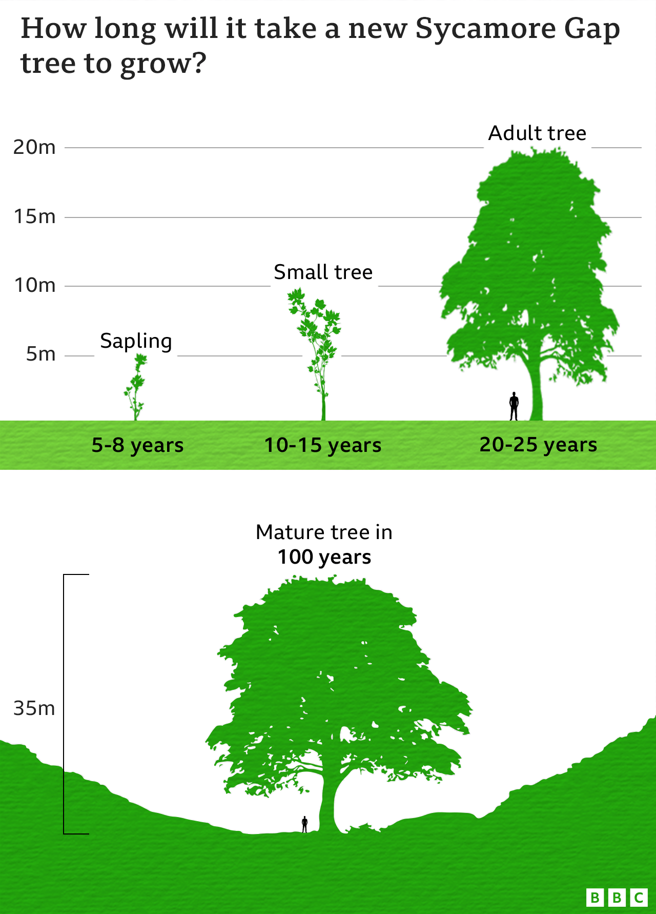 Graphic showing it will take up to 100 years for a new sycamore tree to grow to the size of the one which was felled.