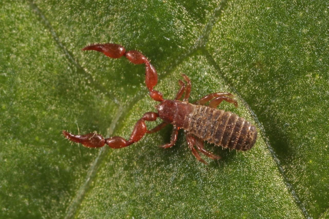 Pseudo-scorpion, also known as a knotty shining claw