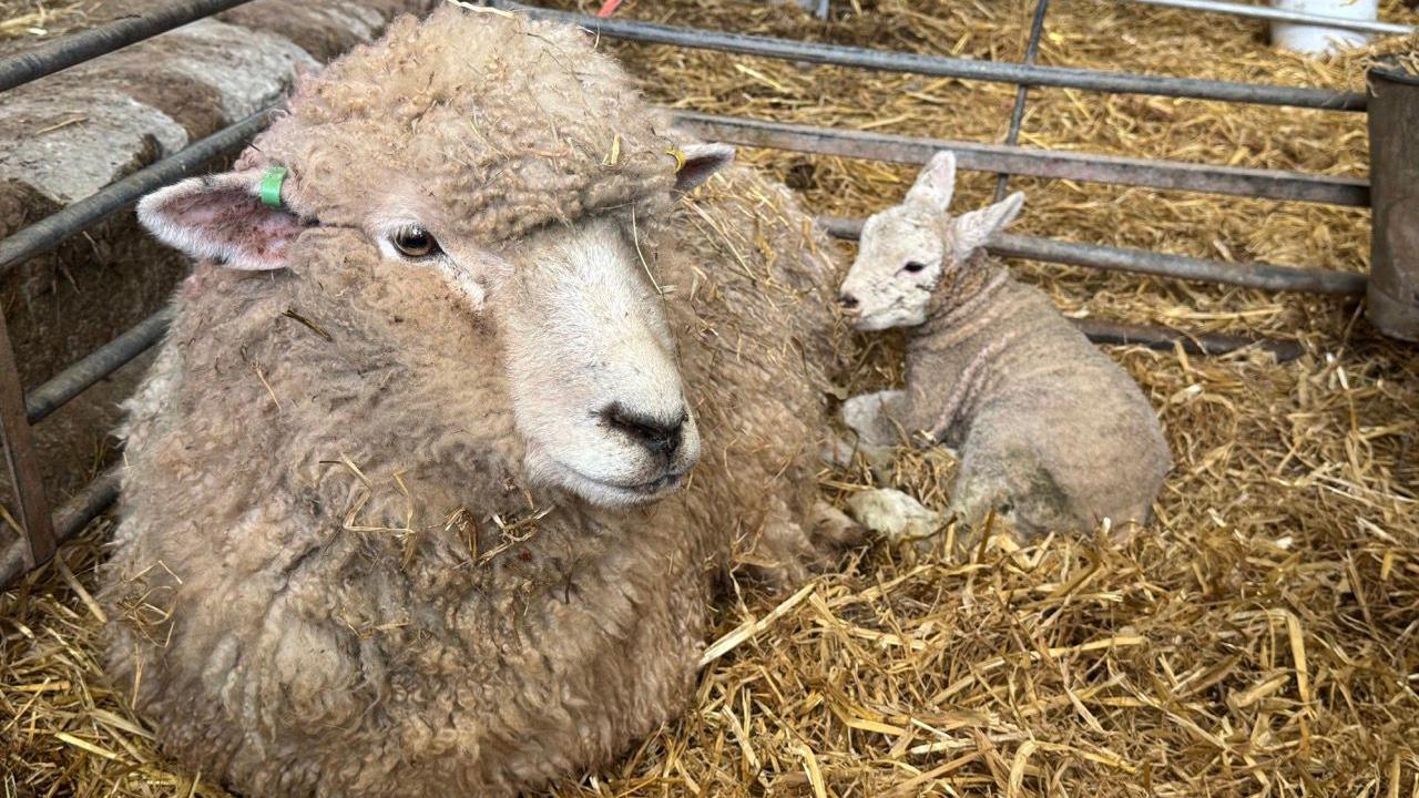 Llun dafad ac wyn yn gorwedd ar wair