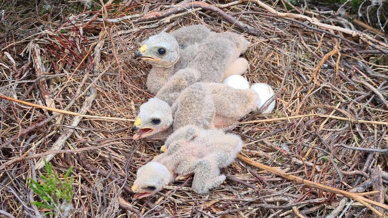 Young chicks in a nest