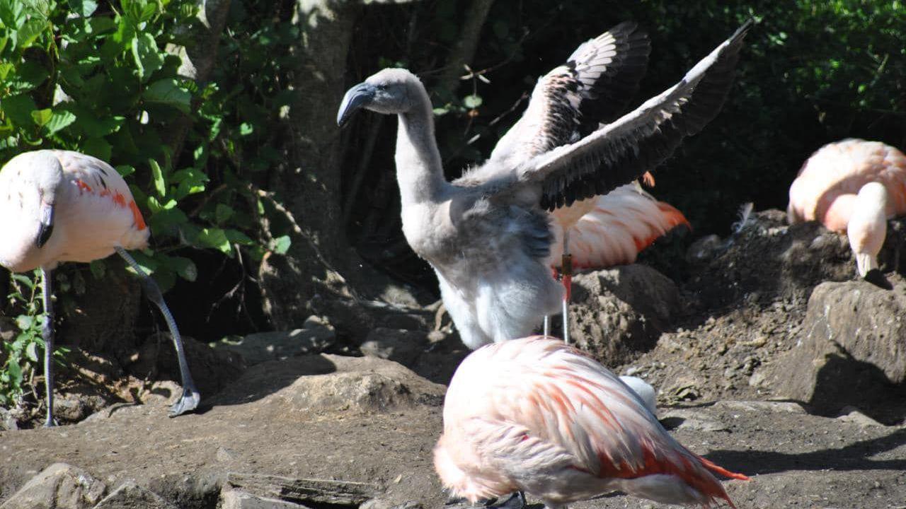 One larger grey-feathered flamingo chick flaps its wings. Four other pink flamingos stand nearby in front of a green leafy area.