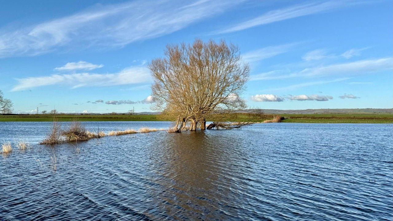 A flooded field has left trees standing in water