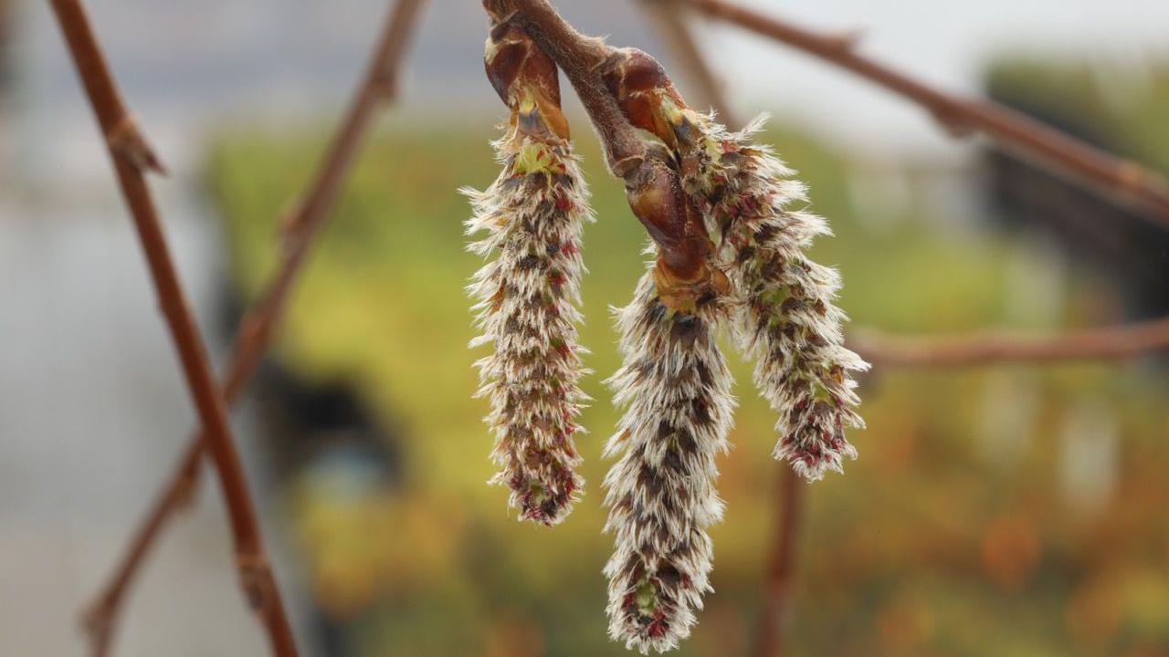 Three catkins (a long slim cluster of tiny flowers) hang from an aspen branch. 