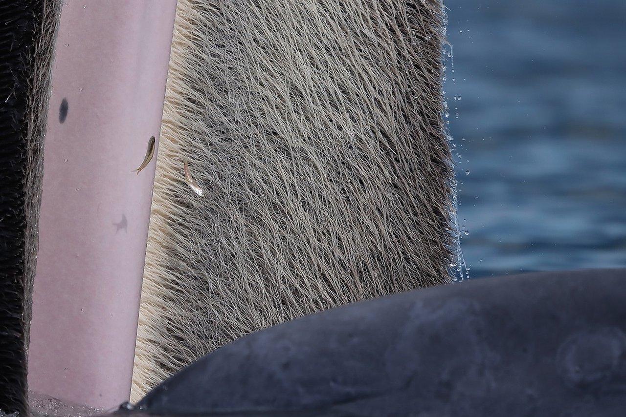 Bryde's whale surfacing close to the boat