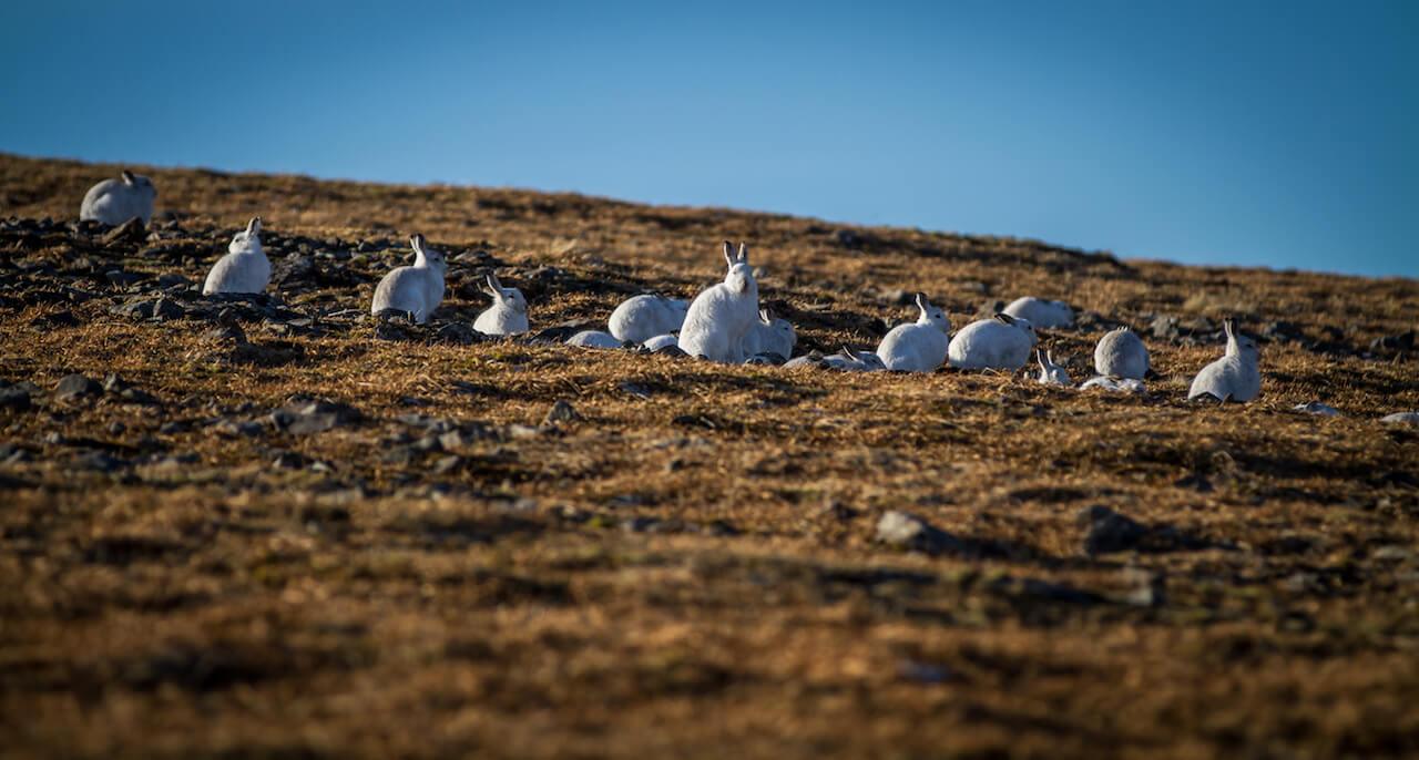 Hares in Southern Cairngorms on 27 January