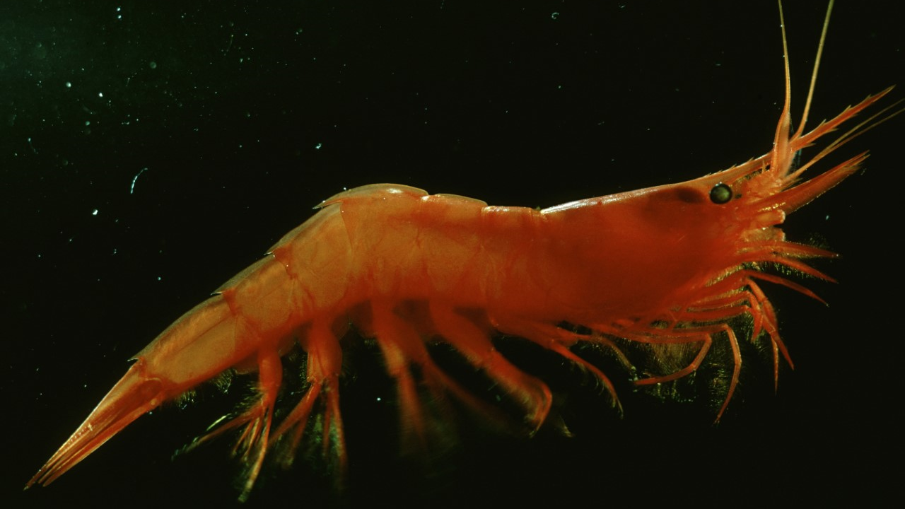 Mesopelagic prawn