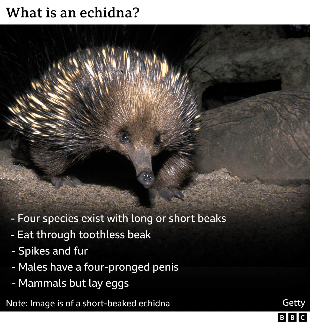 Factbox on echidna