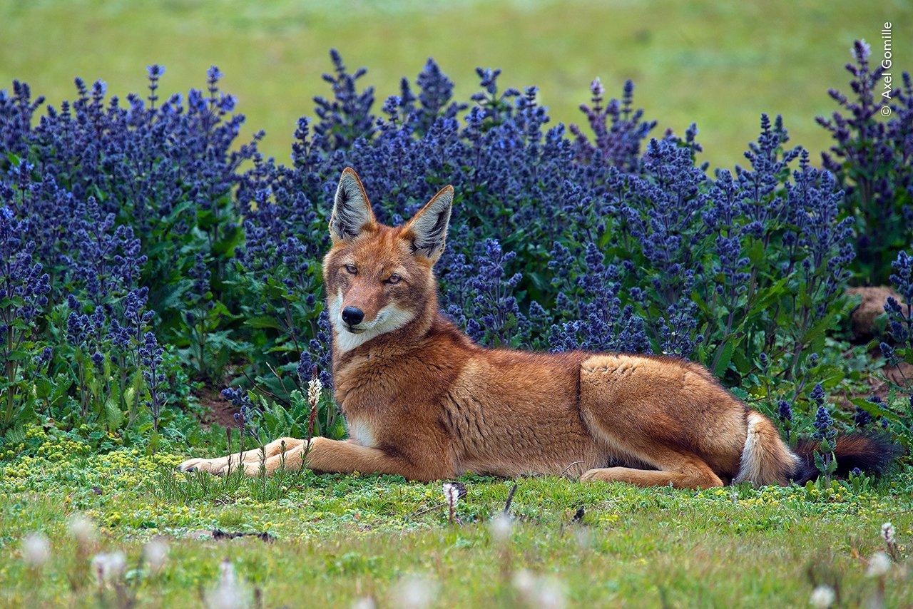 fox-lying-on-the-ground.