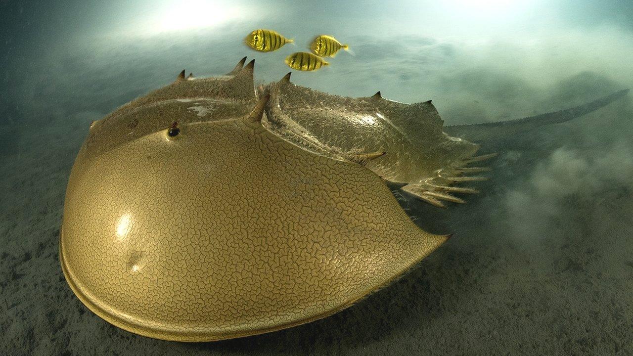 tri-spine-horseshoe-crab-and-golden-trevally-fish.