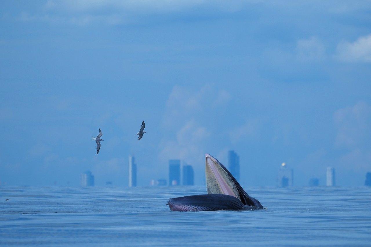 whale rising in Gulf of Thailand