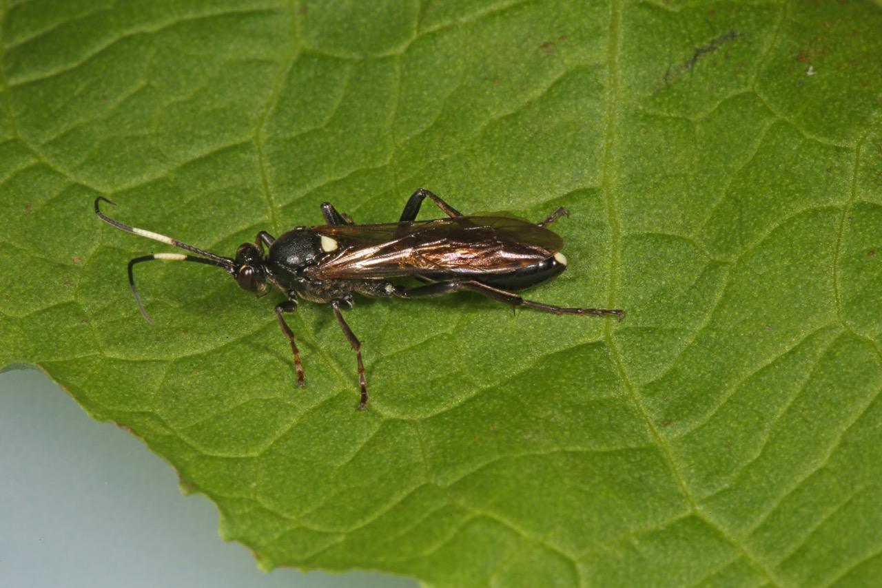 Parasitic wasp Diphyus salicatorius