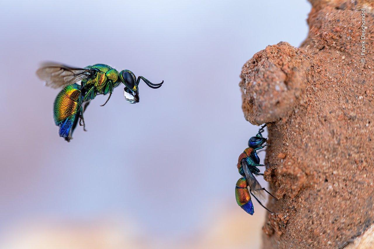 Cuckoo-wasps.