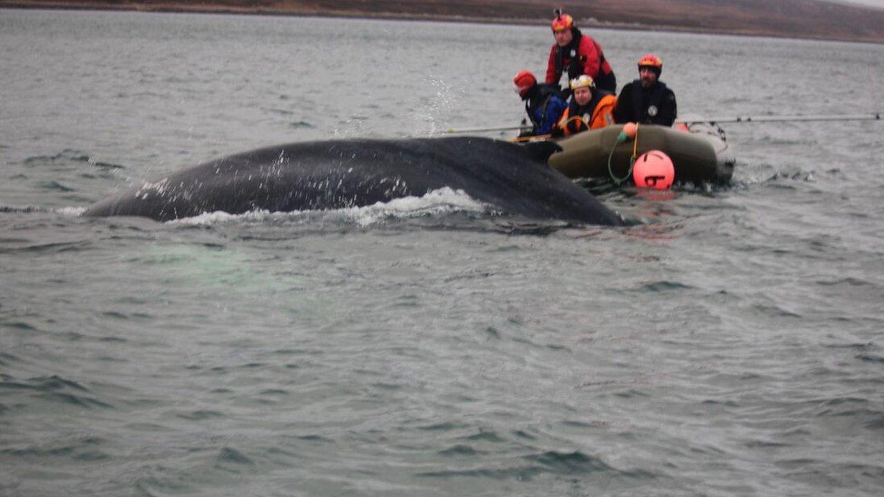 Whale rescue