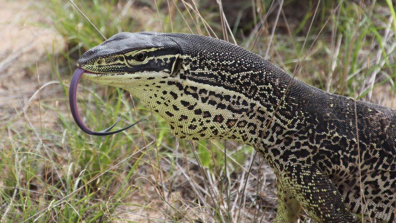 Goanna