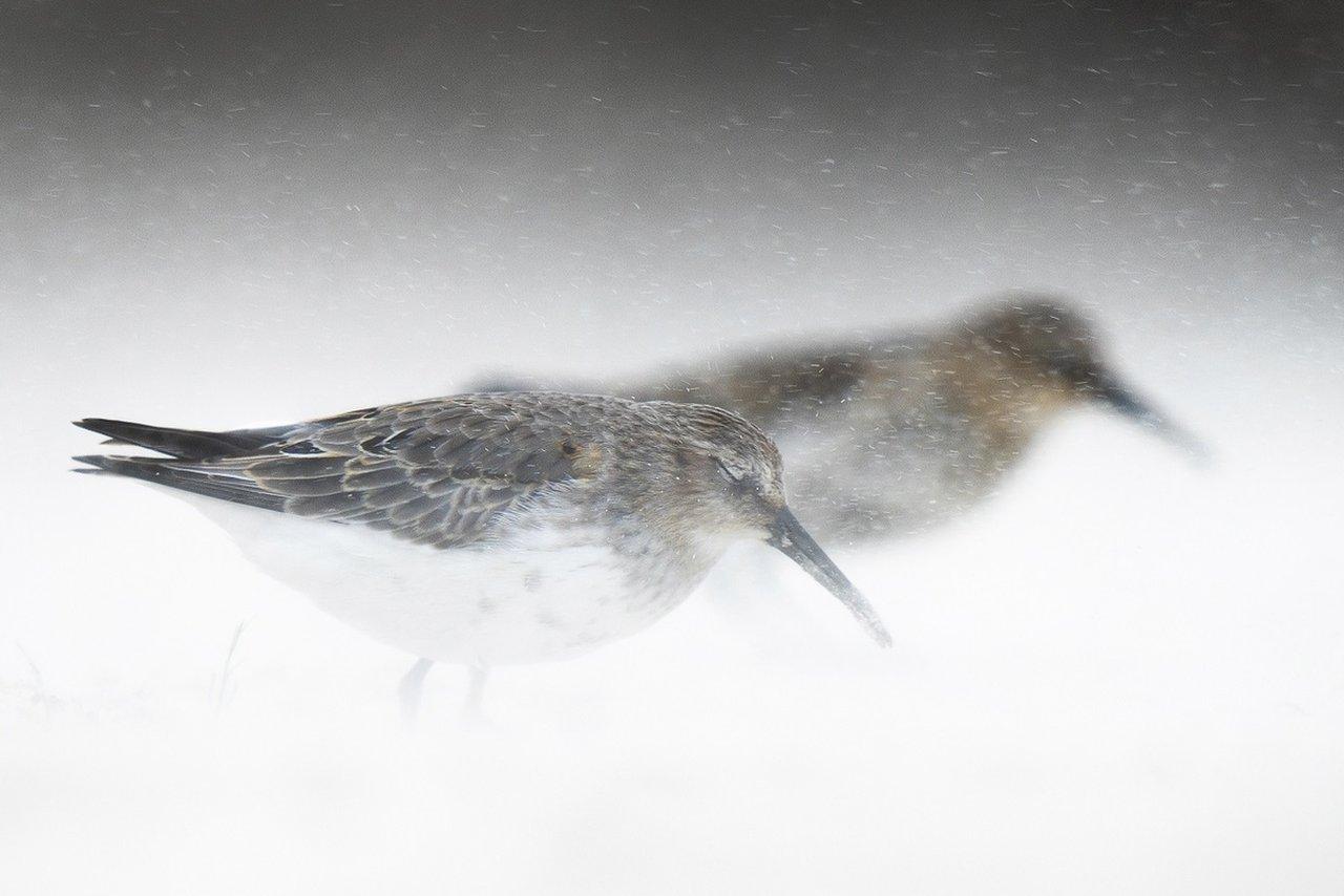 two dunlins